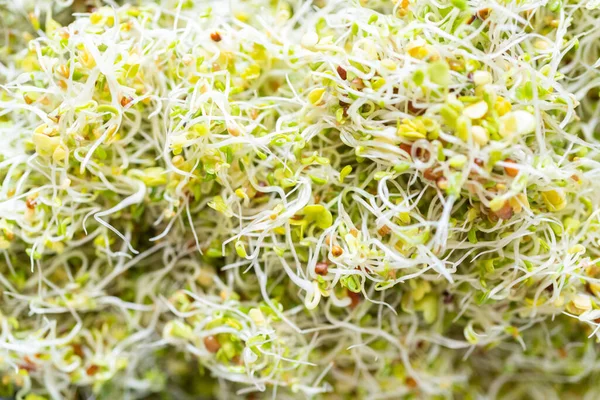 Closeup View Freshly Grown Broccoli Sprouts — Stock Photo, Image