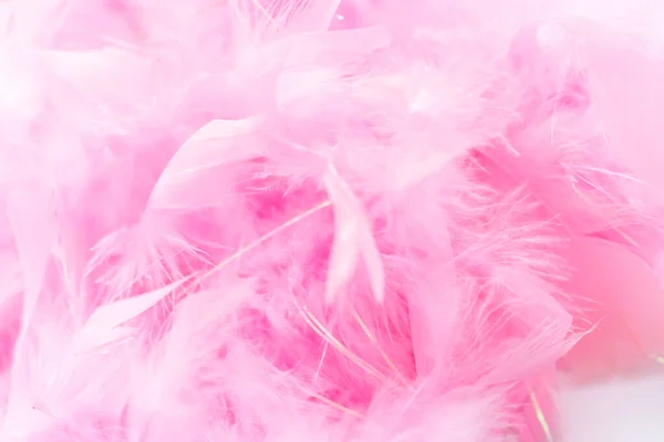 Pink Feathers White Nackground — Stock Photo, Image