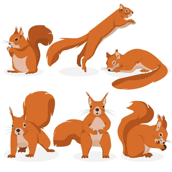 Vector Set Squirrels Different Poses Illustration Squirrels Different Emotions — Stock Vector