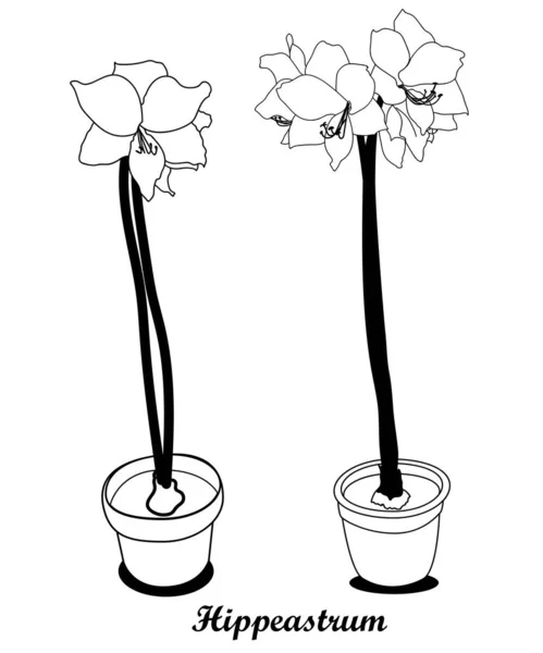 Černobílý vektor ve stylu Doodle s květinou v květináči. Ilustrace rostliny Hippeastrum. Lineární kresba — Stockový vektor