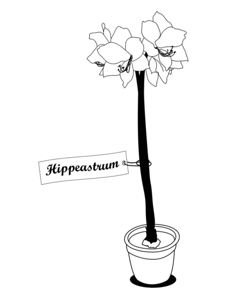 Černobílý vektor ve stylu Doodle s květinou v květináči. Ilustrace rostliny Hippeastrum. Lineární kresba — Stockový vektor