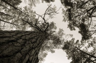 Ağaç kök, dal ve blue sky adlı Furulunden çam