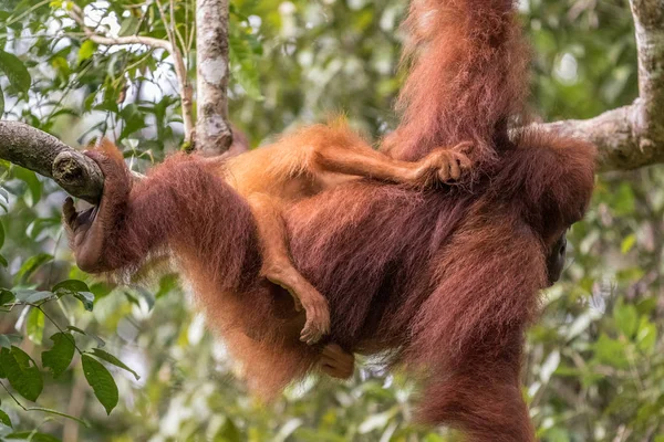 Orang-outan femelle avec bébé — Photo