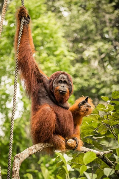 Sauvage vivant adulte mâle Orang utan assis sur une branche à Bornéo, Malaisie — Photo