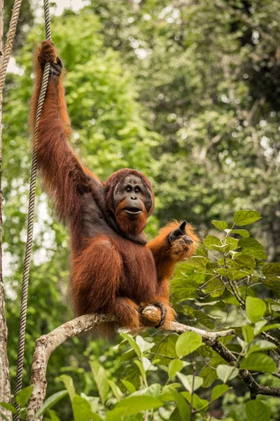 Sauvage vivant adulte mâle Orang utan assis sur une branche à Bornéo, Malaisie — Photo