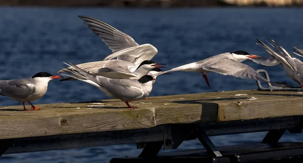 Common terns Sterna hirundo with blue sea background — Stock Photo, Image