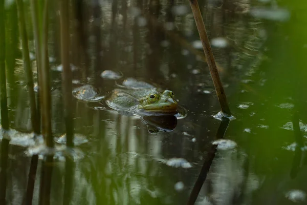 연못에 있는 초록 개구리 — 스톡 사진