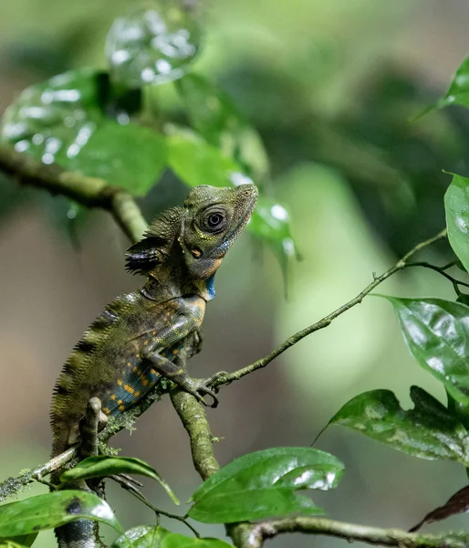 Camaleón en ramas de árboles en la selva tropical en Mulu, Sarawak, Borneo — Foto de Stock