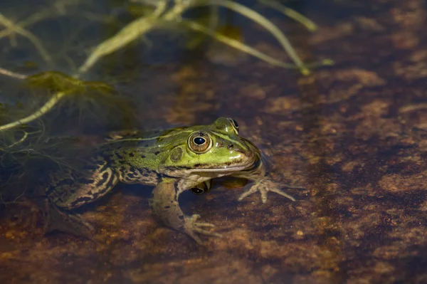 Πράσινος βάτραχος στη λίμνη — Φωτογραφία Αρχείου