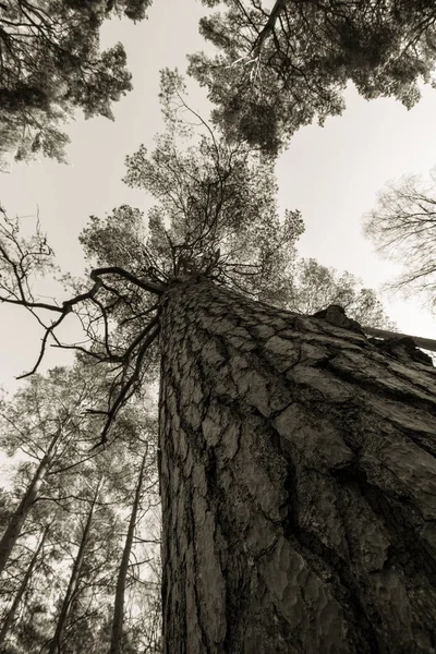 Dřevo borovice, kmen, větve a jasná obloha na Furulunden — Stock fotografie