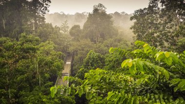 Yağmur ormanları genelolarak gölgelik yürümek Kulesi içinde Sepilok, Borneo dan