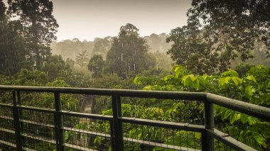 Yağmurlu bir gün yağmur ormanlarında, gölgelik yürümek Kulesi içinde Sepilok, Borneo dan Panoraması