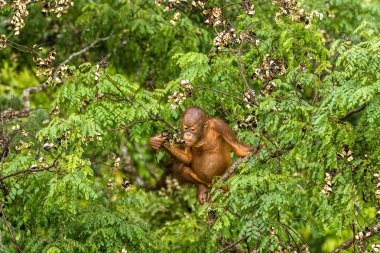 Borneo orman Malezya kırmızı meyveleri yemekten vahşi bebek Orangutan