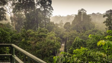 Yağmurlu bir gün yağmur ormanlarında, gölgelik yürümek Kulesi içinde Sepilok, Borneo dan Panoraması