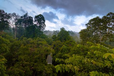 Yağmur ormanları genelolarak gölgelik yürümek Kulesi içinde Sepilok, Borneo dan
