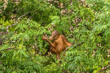 Borneo orman Malezya kırmızı meyveleri yemekten vahşi bebek Orangutan