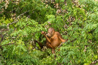Borneo orman Malezya kırmızı meyveleri yemekten vahşi bebek Orangutan