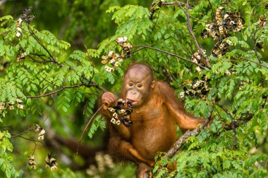 Borneo orman Malezya kırmızı meyveleri yemekten vahşi bebek Orangutan