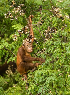 Borneo orman Malezya kırmızı meyveleri yemekten vahşi bebek Orangutan