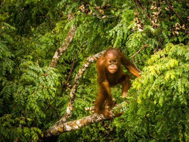 Borneo orman Malezya kırmızı meyveleri yemekten vahşi bebek Orangutan