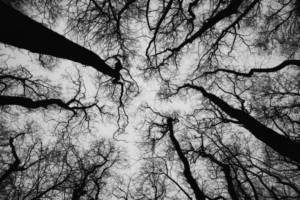 Vrcholky stromů z běžných Olše, obrázek v černé a bílé — Stock fotografie