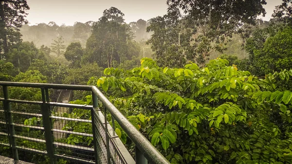 Deštivý den v deštném pralese, pohled z Canopy Walk Tower v Sepilok, Borneo — Stock fotografie