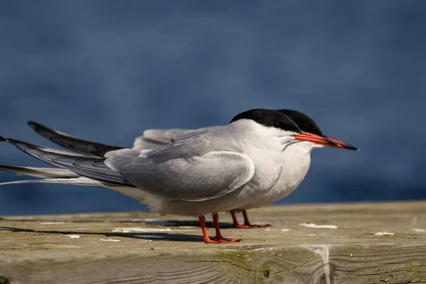 Common terns Sterna hirundo sitting with blue sea background — Stock Photo, Image