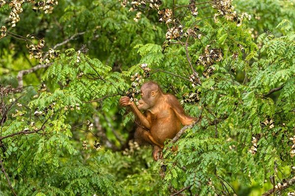 Borneo orman Malezya kırmızı meyveleri yemekten vahşi bebek Orangutan