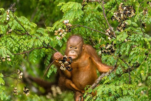 Orangutan bebê selvagem comendo bagas vermelhas na floresta de Bornéu Malásia — Fotografia de Stock