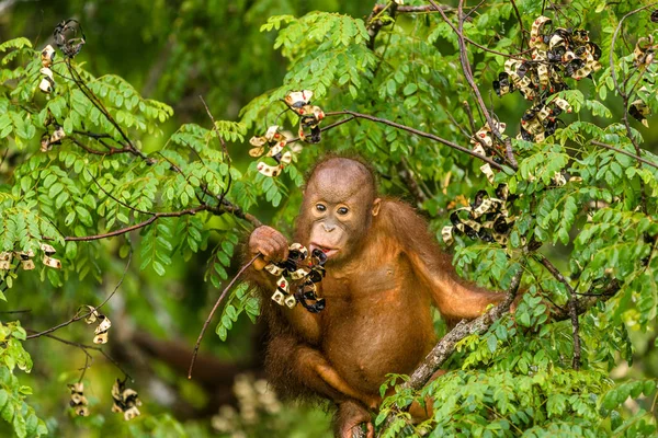 Bébé sauvage Orang-outan Manger des baies rouges dans la forêt de Bornéo Malaisie — Photo