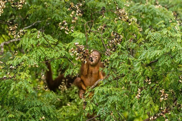 숲의 보르네오 말레이시아에서 빨간 열매를 먹는 야생 아기 오랑우탄 — 스톡 사진