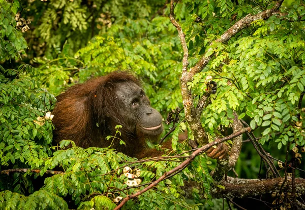 Orang-outan sauvage femelle mangeant de la baie rouge — Photo