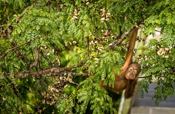 Bébé sauvage Orang-outan Manger des baies rouges dans la forêt de Bornéo Malaisie — Photo