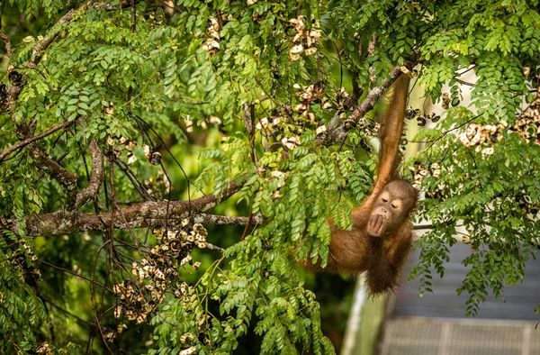 Bebé salvaje orangután comiendo bayas rojas en el bosque de Borneo Malasia — Foto de Stock