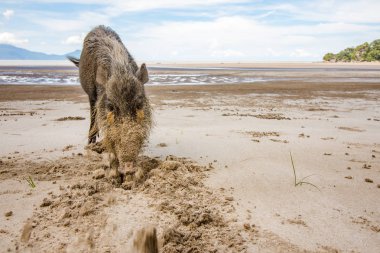 Borneo domuz Sus Barbatus Bako Milli Parkı plaj kum, Kuching, Malezya, Borneo yiyecek ararken sakallı