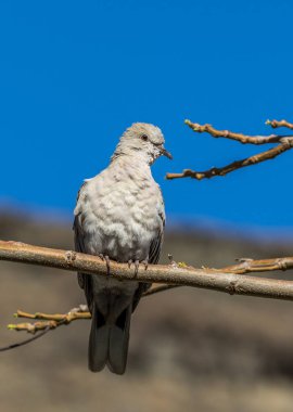 Yakalı güvercin şube mavi gökyüzü ile oturup...