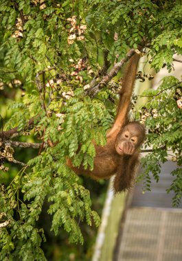 Borneo orman Malezya kırmızı meyveleri yemekten vahşi bebek Orangutan