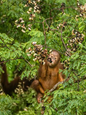 Borneo orman Malezya kırmızı meyveleri yemekten vahşi bebek Orangutan
