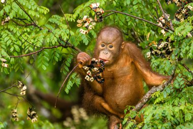 Borneo orman Malezya kırmızı meyveleri yemekten vahşi bebek Orangutan