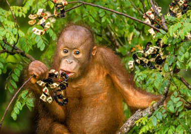 Borneo orman Malezya kırmızı meyveleri yemekten vahşi bebek Orangutan