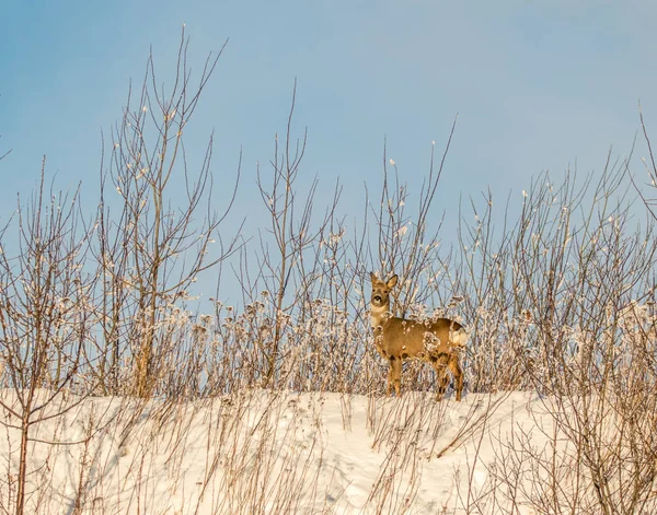 Roe deer in snow, winter in Norway — Stock Photo, Image