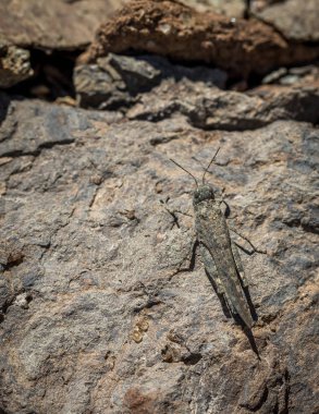 Gran canaria sand grasshopper Sphingonotus guanchus