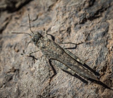 Gran canaria sand grasshopper Sphingonotus guanchus