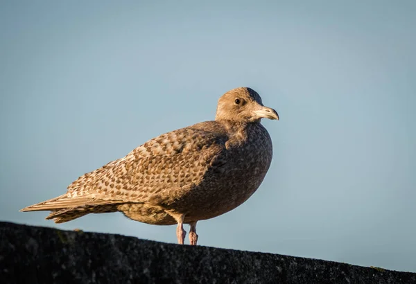 Hybride vogel, een mix van Europese zilvermeeuw Larus argentatus en Glaucous meeuwen Larus hyperboreus staande op een muur — Stockfoto