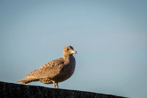 Гибридная птица, смесь Европейской Сельдевой Чайки Larus argentatus и Glaucous gull Larus hyperboreus, стоящая на стене — стоковое фото