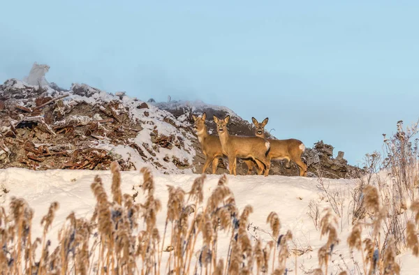 獐鹿住在垃圾场在腓挪威 — 图库照片
