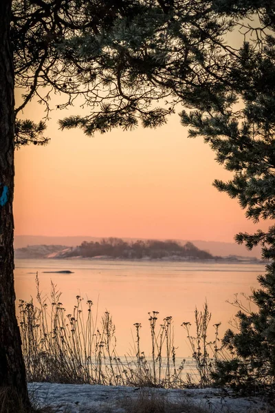 Paisaje invernal en rosa vista de la luz de la mañana del océano a través de pinos — Foto de Stock