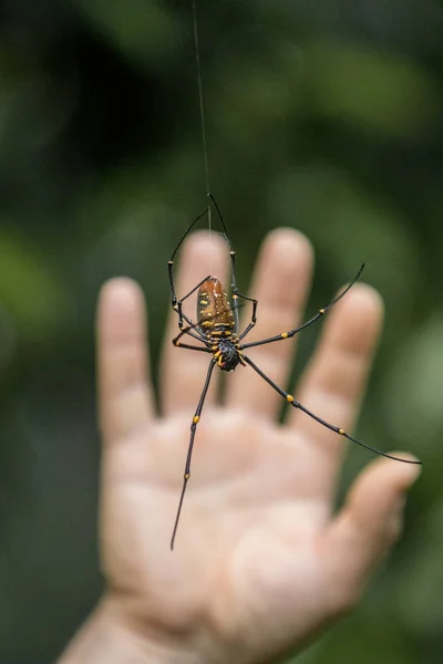 Χρυσή web αράχνη Nephila pilipes μπροστά από το χέρι, Μαλαισία — Φωτογραφία Αρχείου