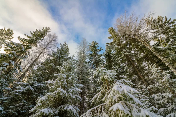 Forêt d'épinettes enneigées Norvège — Photo