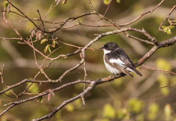 Lejsek černohlavý - Ficedula hypoleuca muž na větvi — Stock fotografie